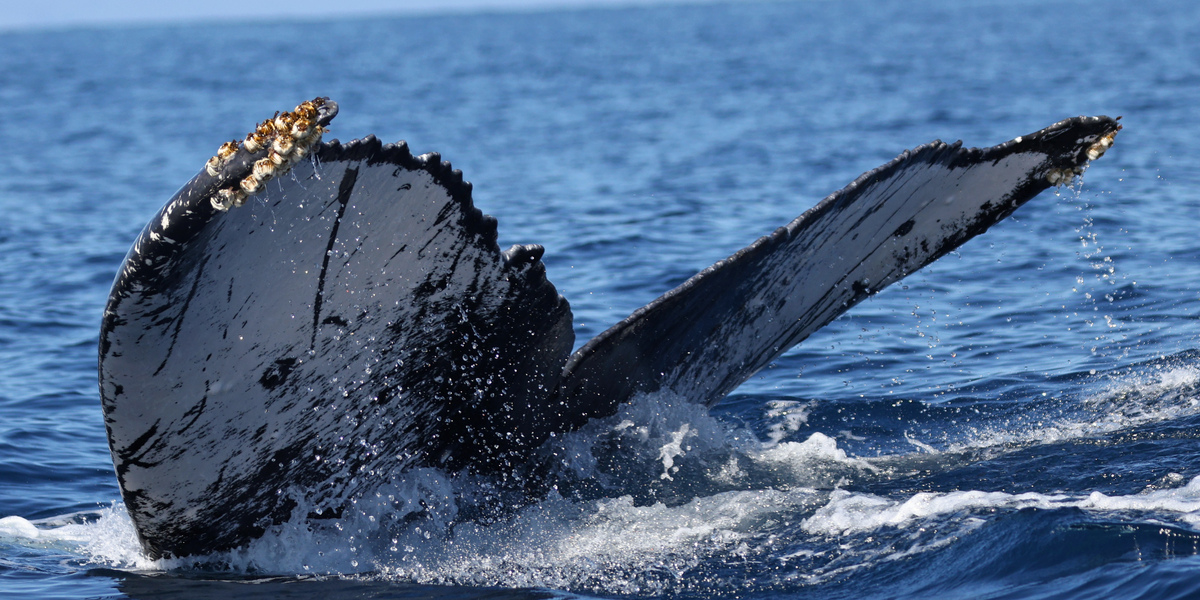 Fluke of HW-MN0445121