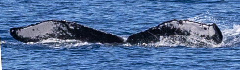 Fluke of HW-MN0445132