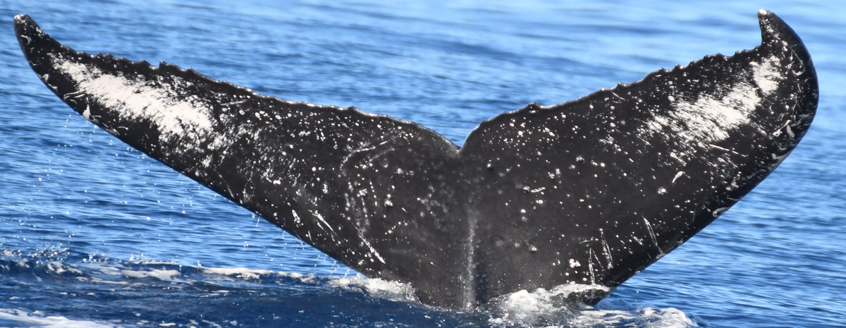 Fluke of GWAK-P341