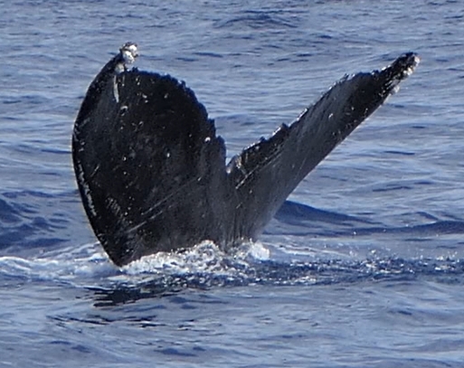 Fluke of HW-MN0445147