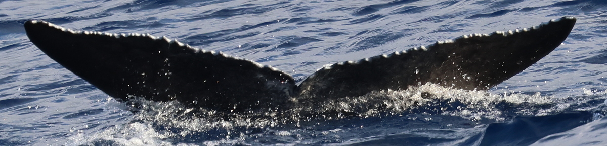 Fluke of 2024-2025 calf of HW-MN0440719