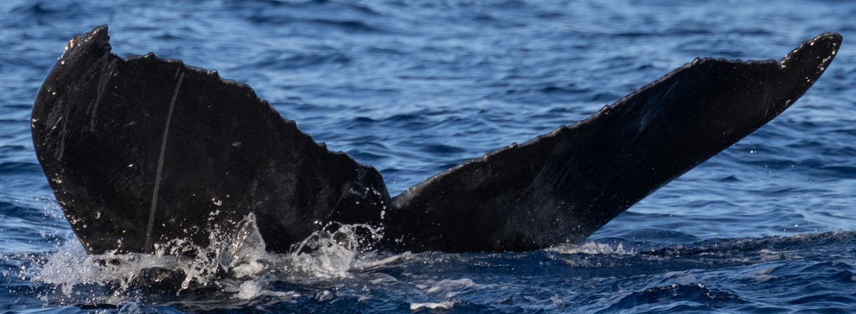 Fluke of HW-MN0445163