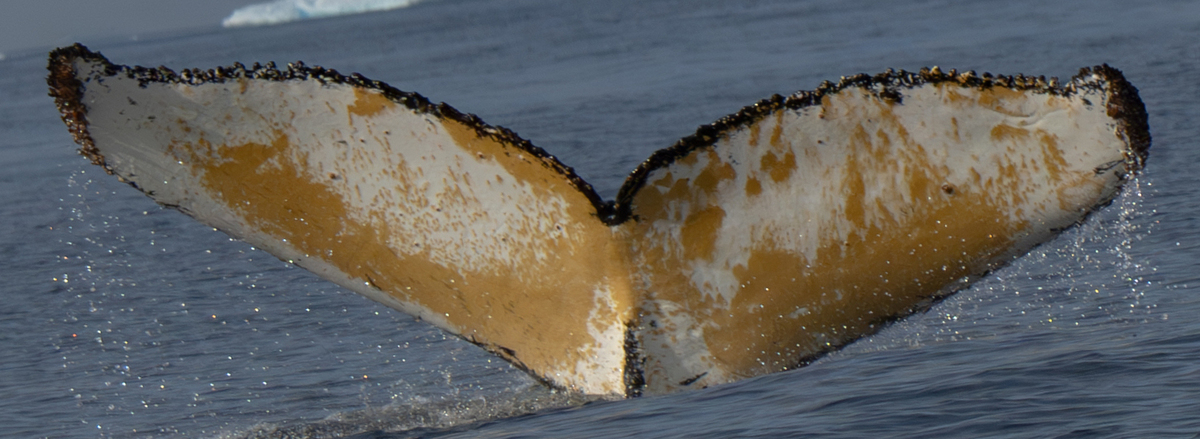 Fluke of HW-MN1307377