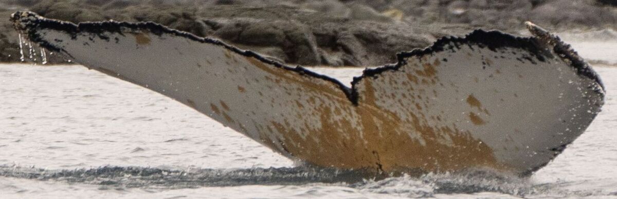Fluke of HW-MN1307380