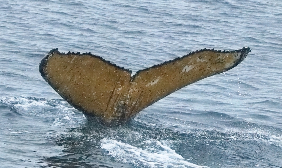 Fluke of HW-MN1307381