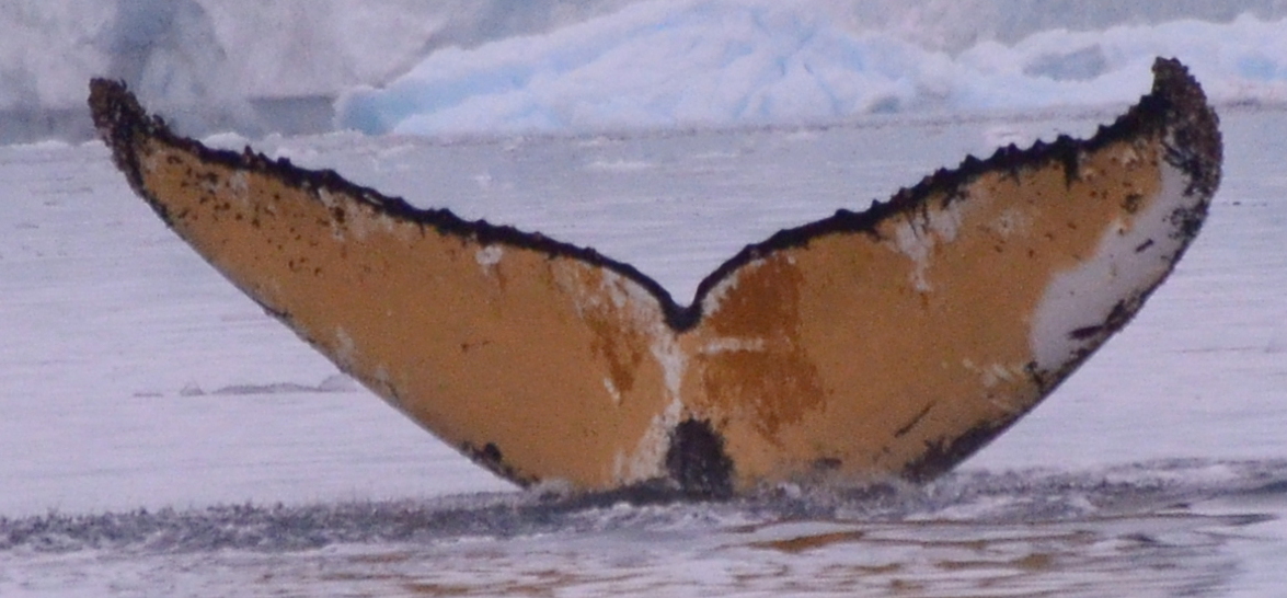 Fluke of HW-MN1307383