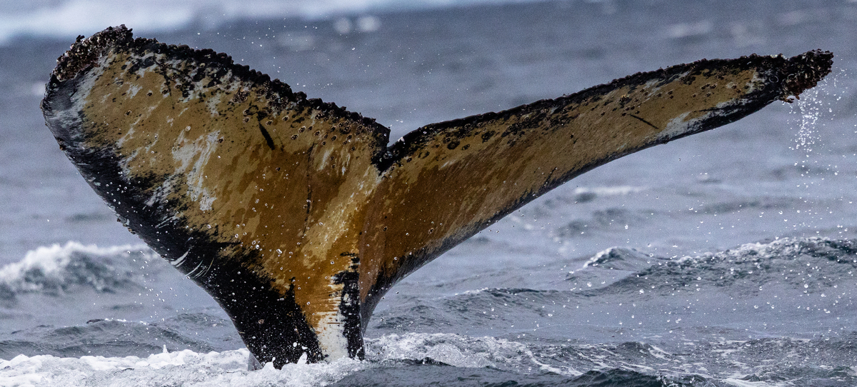Fluke of HW-MN1307385