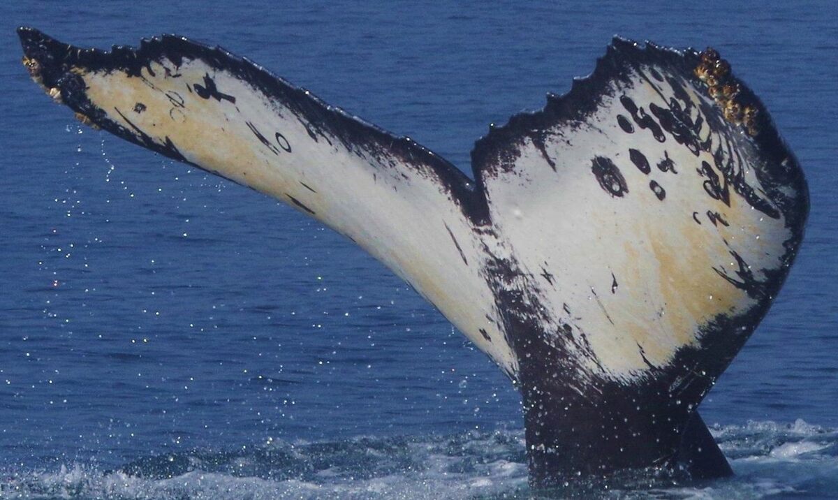 Fluke of Paradox (Salish Sea)