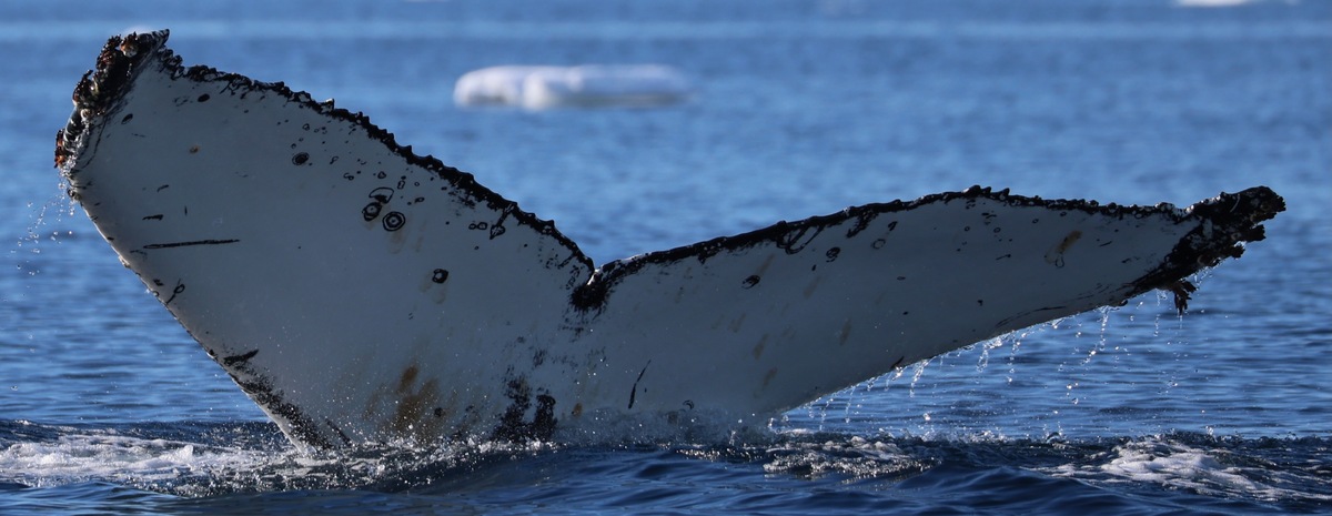 Fluke of HW-MN1307394