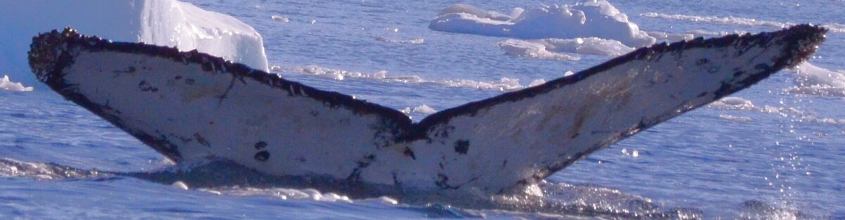 Fluke of HW-MN1307396