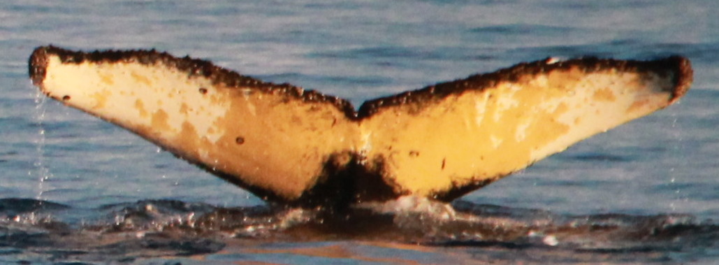 Fluke of HW-MN1307407