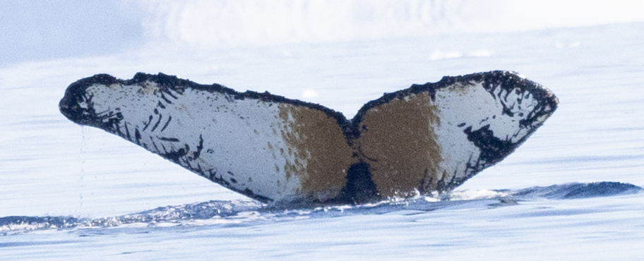 Fluke of Captain CJ (Antarctica)