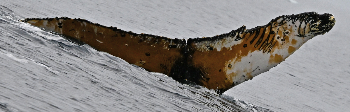 Fluke of HW-MN1307413