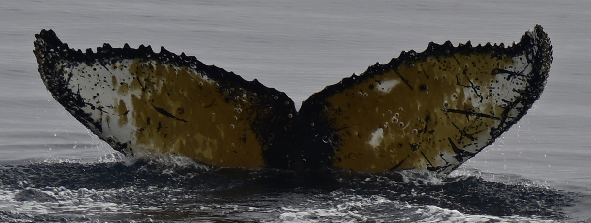 Fluke of HW-MN1307415