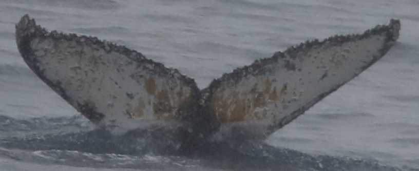 Fluke of HW-MN1307423