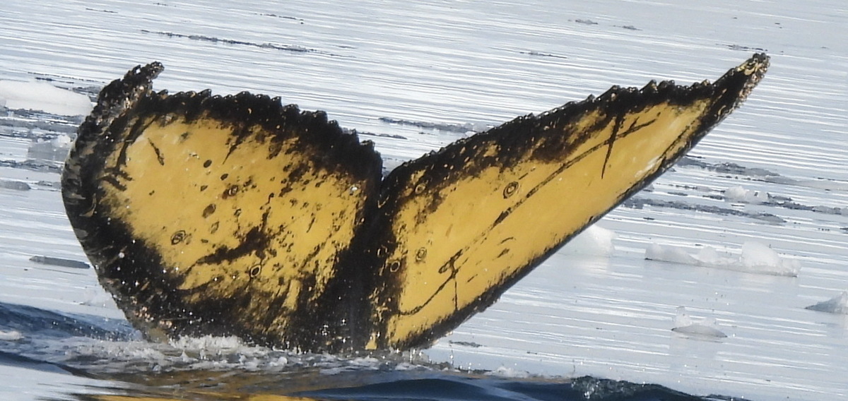 Fluke of HW-MN1307425