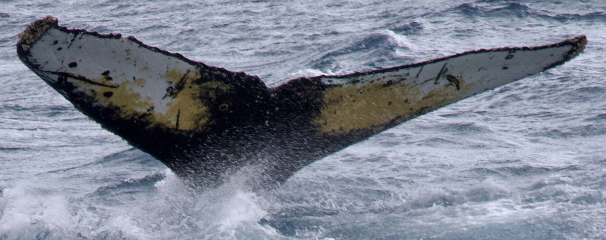 Fluke of HW-MN1307427