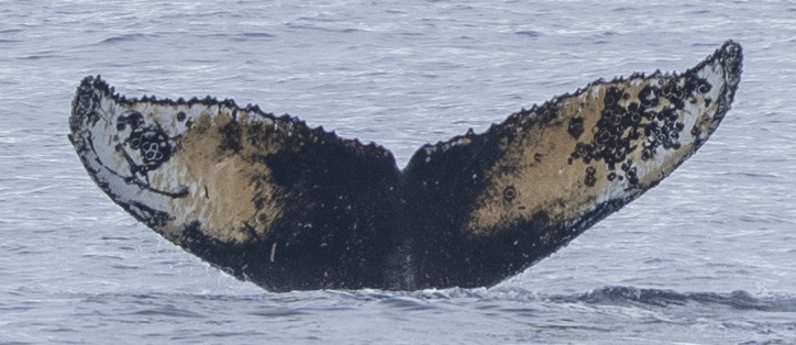 Fluke of HW-MN1307429