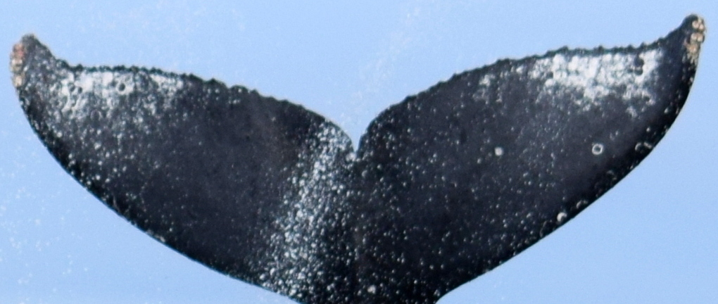 Fluke of CRC-13795