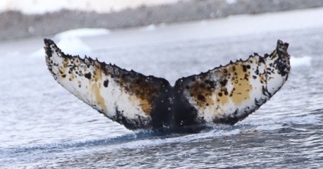 Fluke of Caleb Daniel (Antarctica)