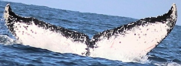 Fluke of CRC-12035