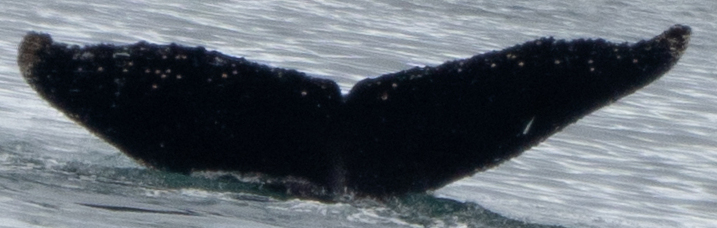 Fluke of HW-MN1307466