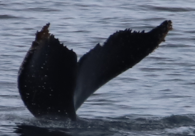 Fluke of HW-MN1307473