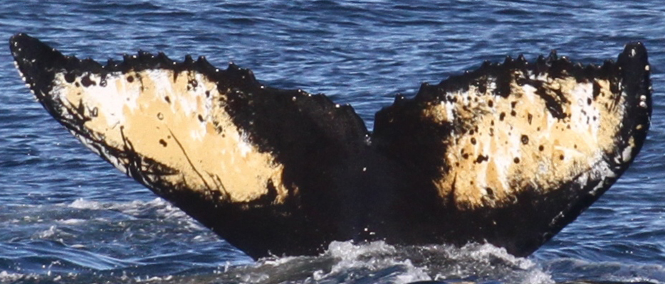 Fluke of Big Dipper (Antarctica)