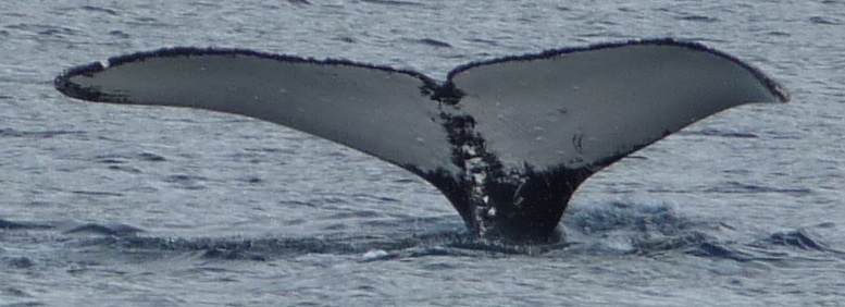 Fluke of CRC-22362