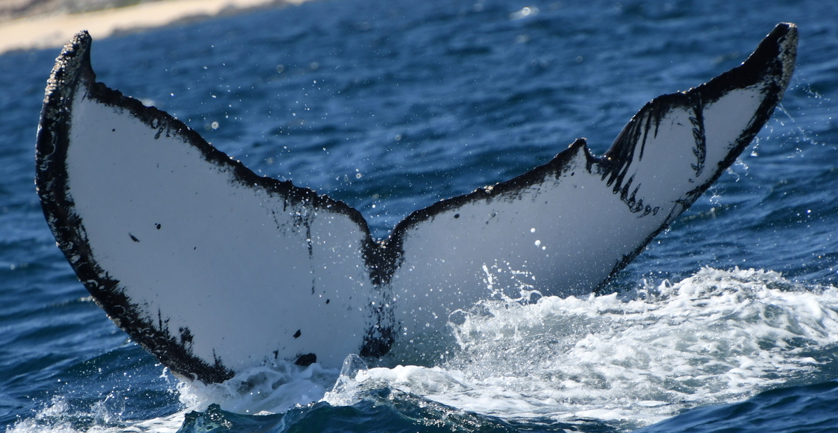 Fluke of HW-MN0524572