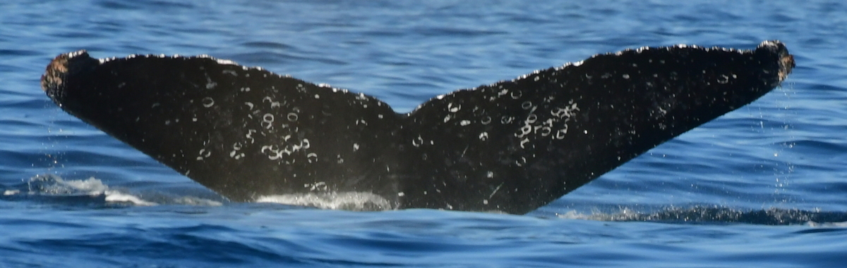 Fluke of HW-MN0524574