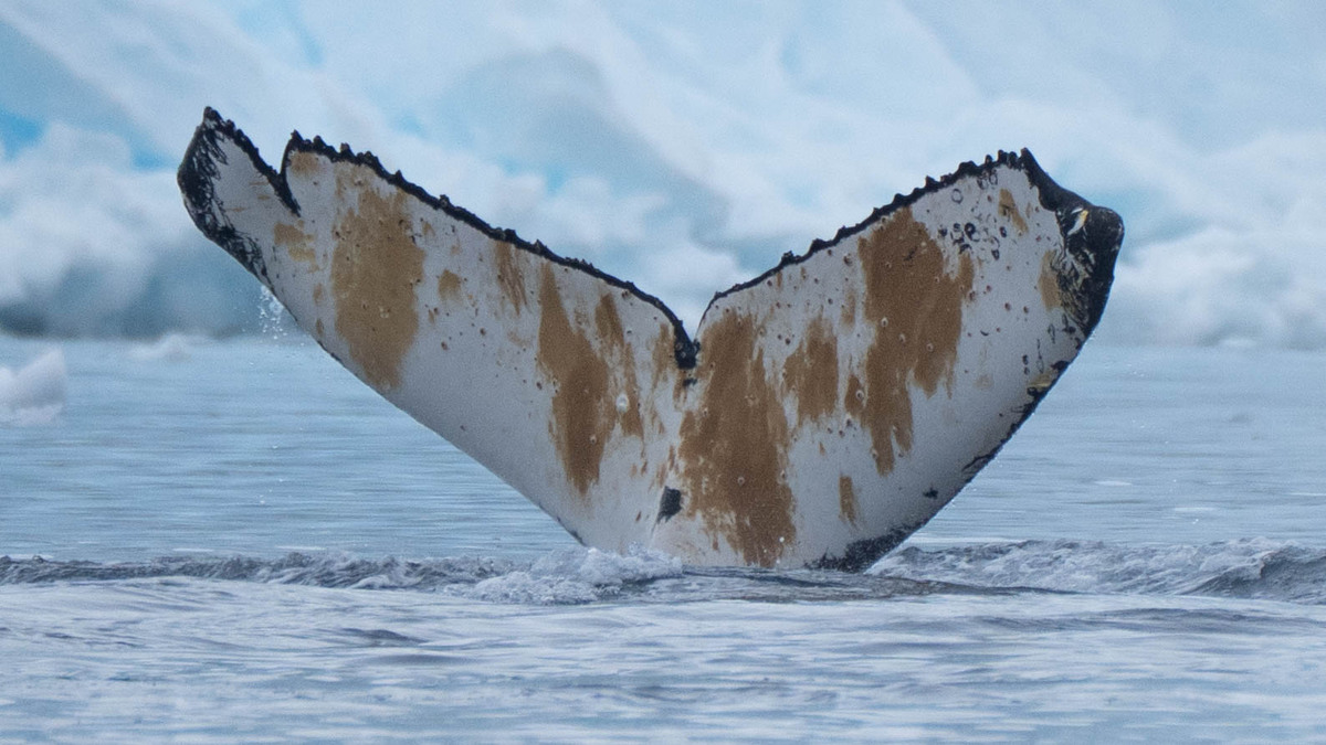 Fluke of HW-MN1307474