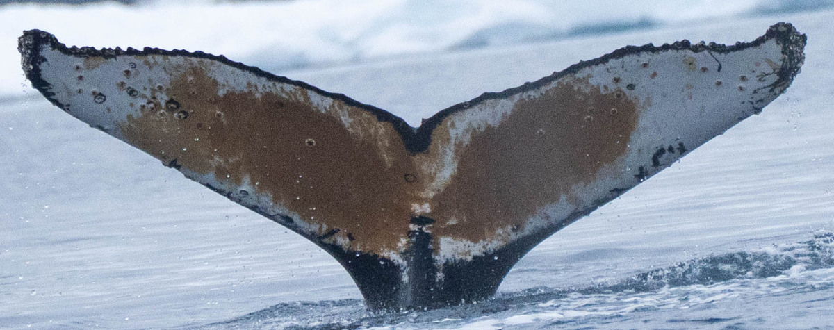 Fluke of HW-MN1307475