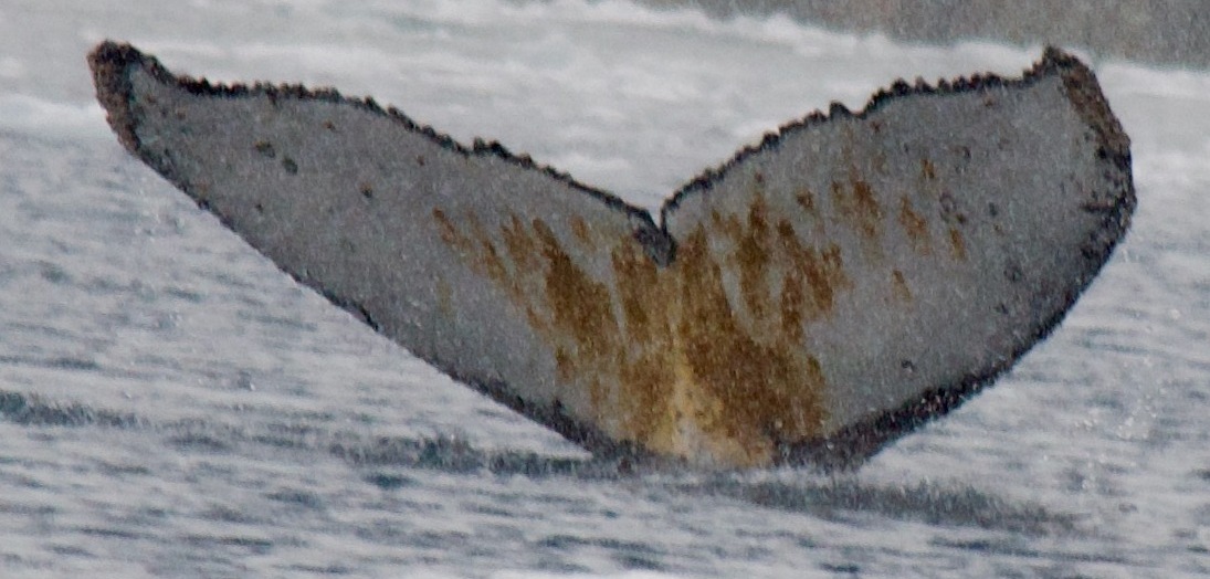 Fluke of HW-MN1307487