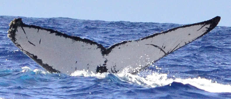 Fluke of HW-MN0440321