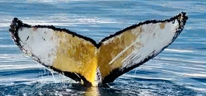 Fluke of Doc (Antarctica)