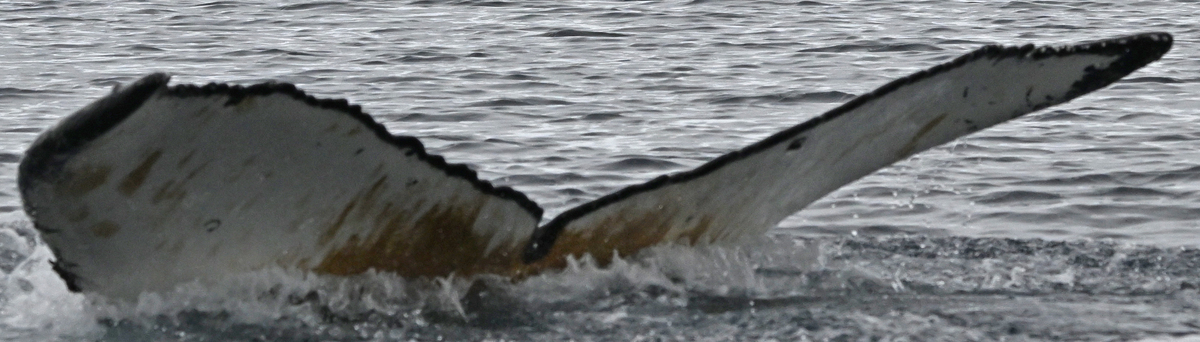 Fluke of HW-MN1307498