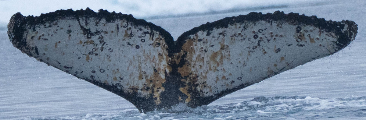 Fluke of HW-MN1307501