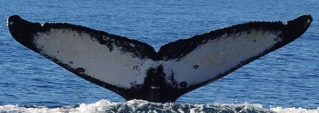 Fluke of Mirage (BC)
