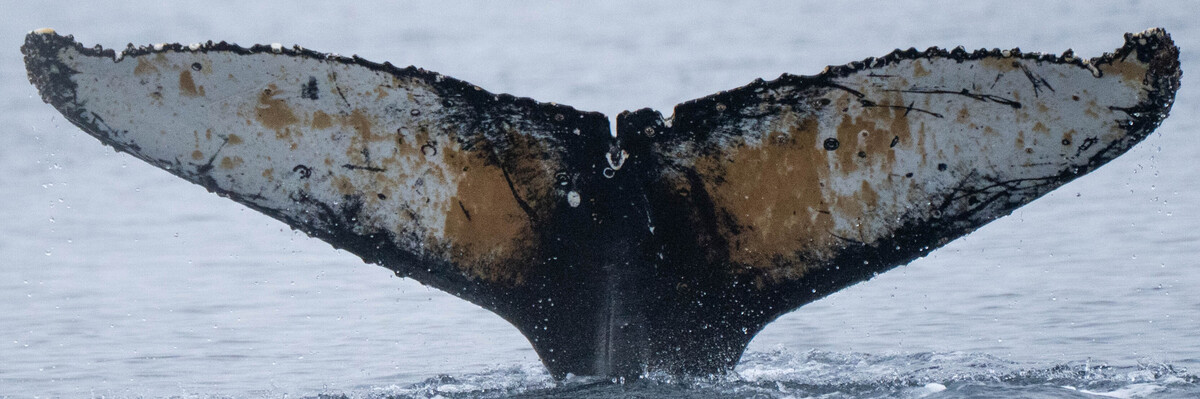 Fluke of HW-MN1307523