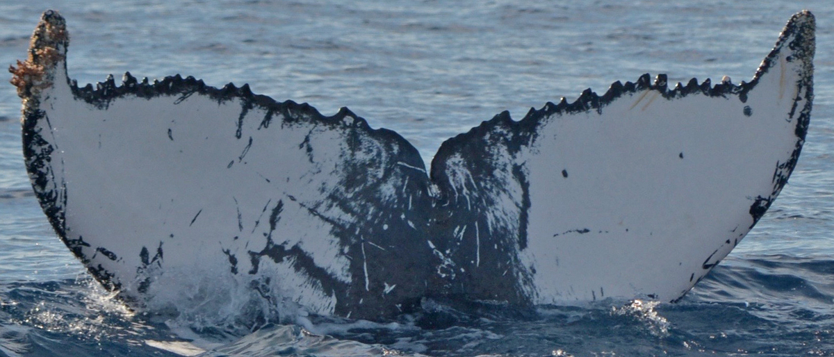 Fluke of Vulcan (Salish Sea)