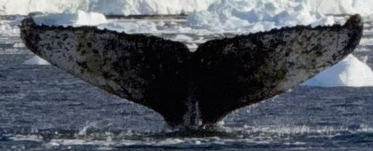 Fluke of HW-MN1307543