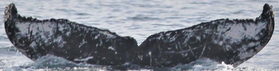 Fluke of SEAK-2637
