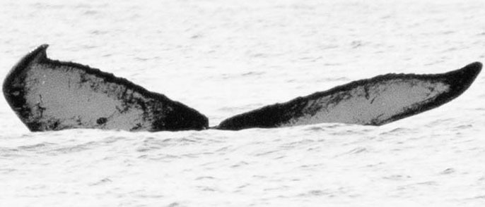 Fluke of BCY0304