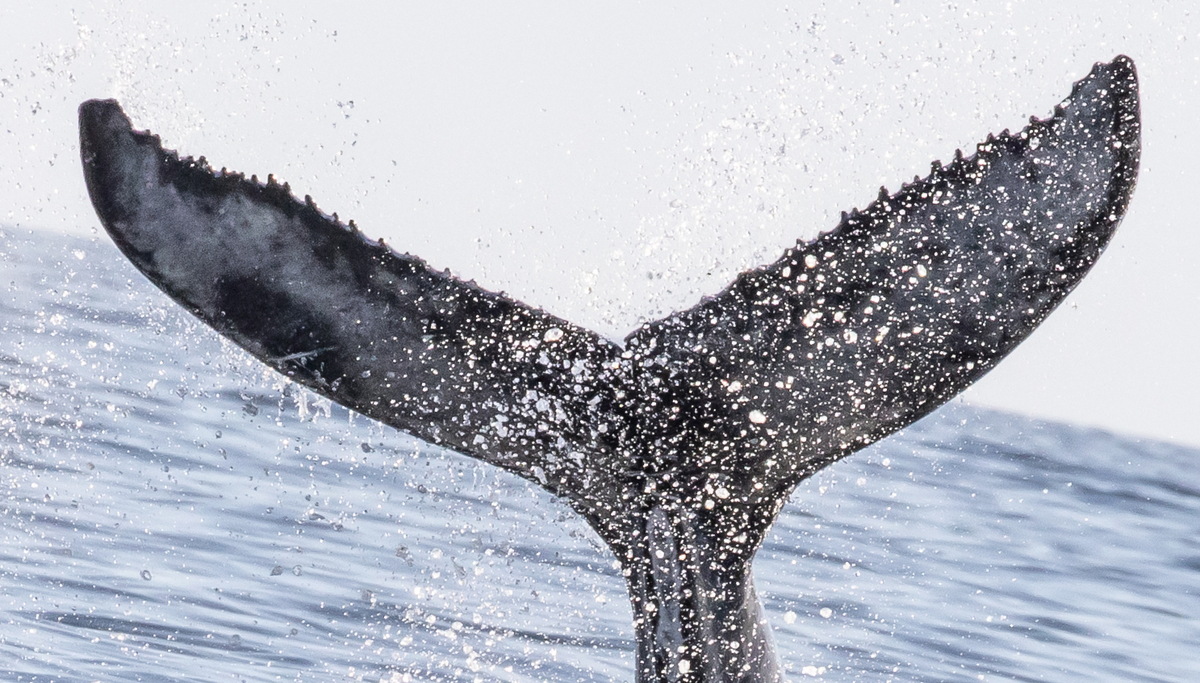 Fluke of 2024-2025 calf of HW-MN0521012