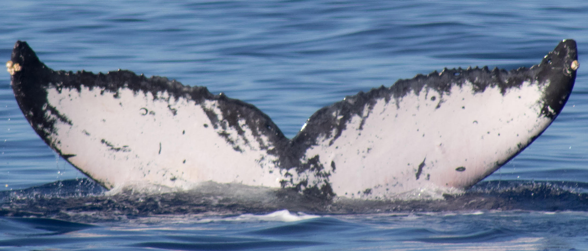 Fluke of HW-MN0440336
