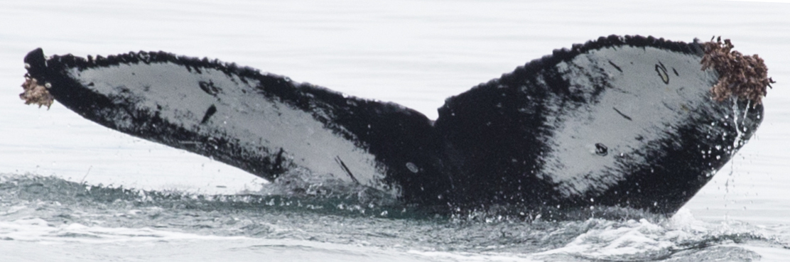 Fluke of HW-MN0410527