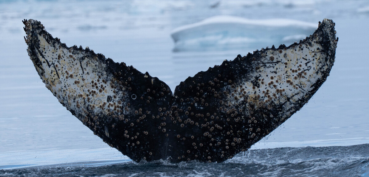 Fluke of Callum Harris (Antarctica)