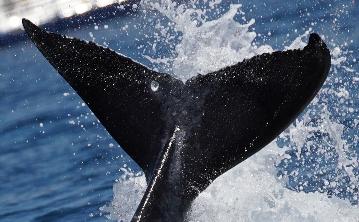 Fluke of Lunar (2024-2025 calf of HW-MN0523051)
