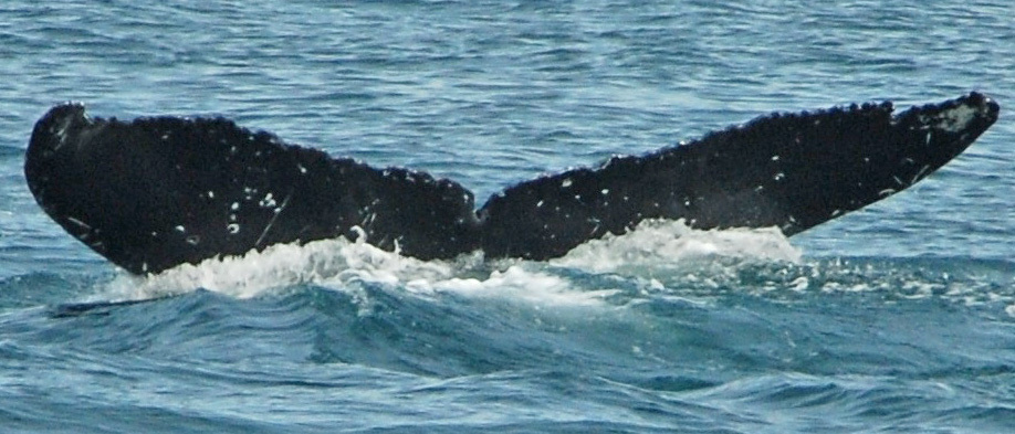 Fluke of Pleiades (Gulf of Alaska)